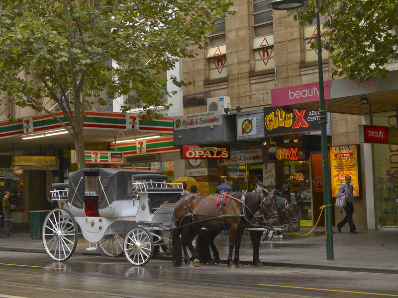 Horse, Melbourne, Horse Carriage